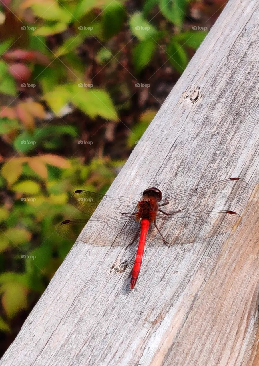 Lady in Red.