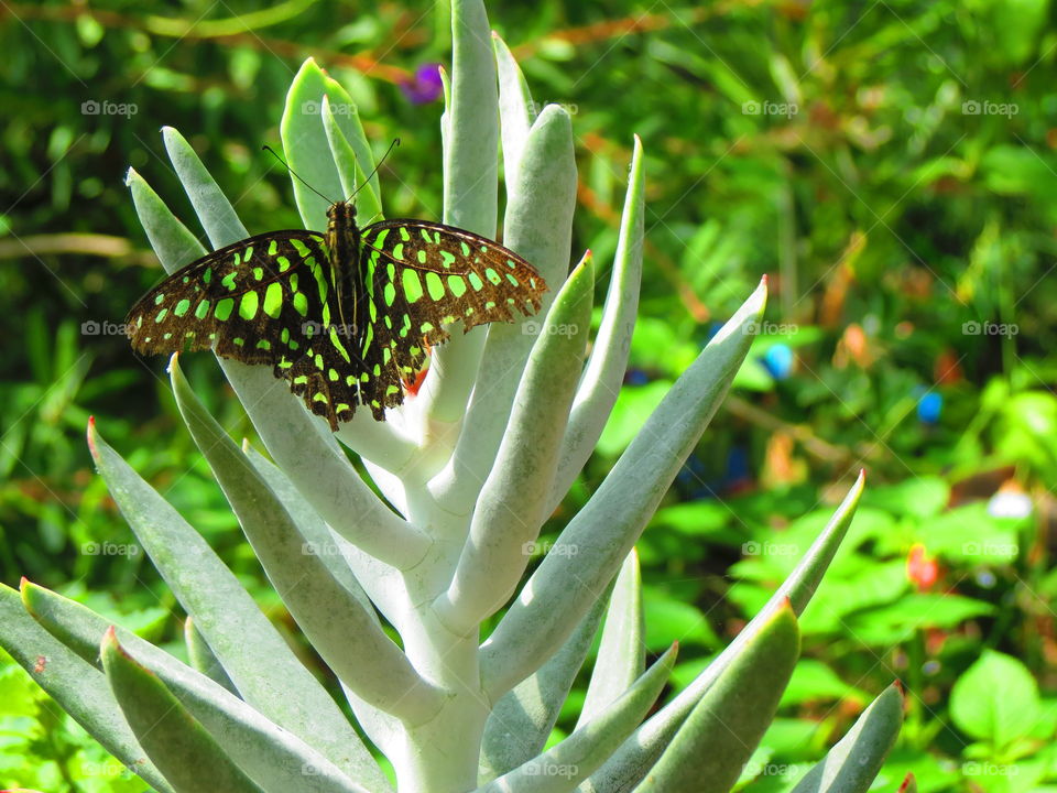 Butterfly in a garden background.