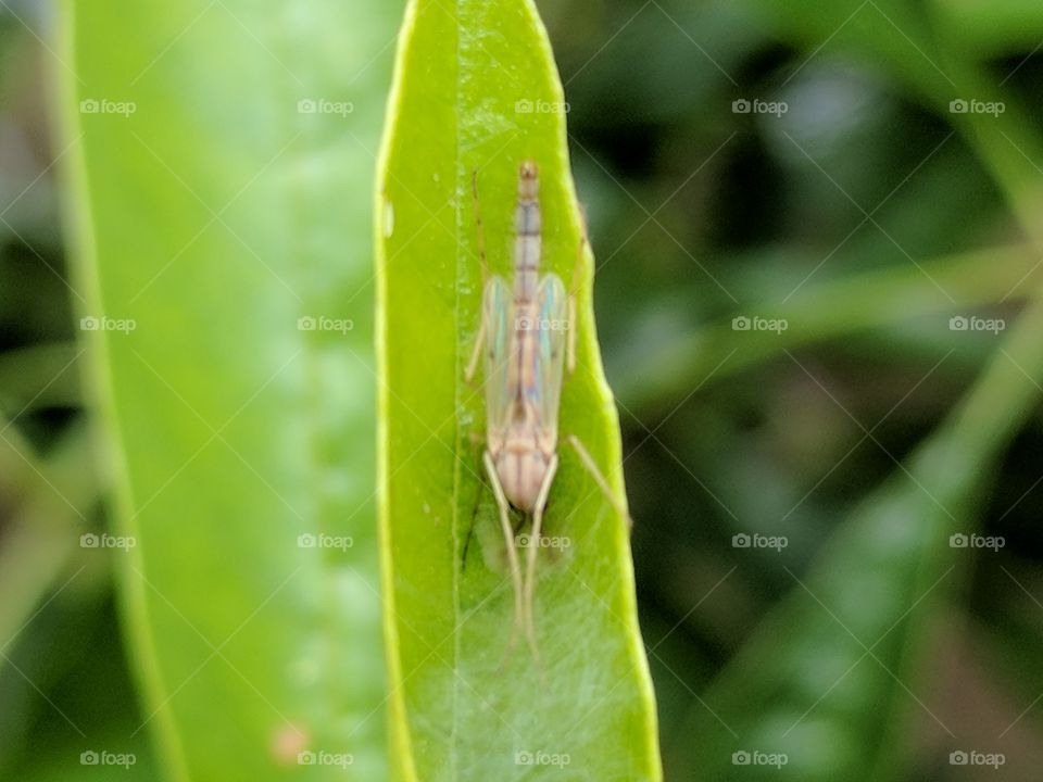 iridescent winged insect close up