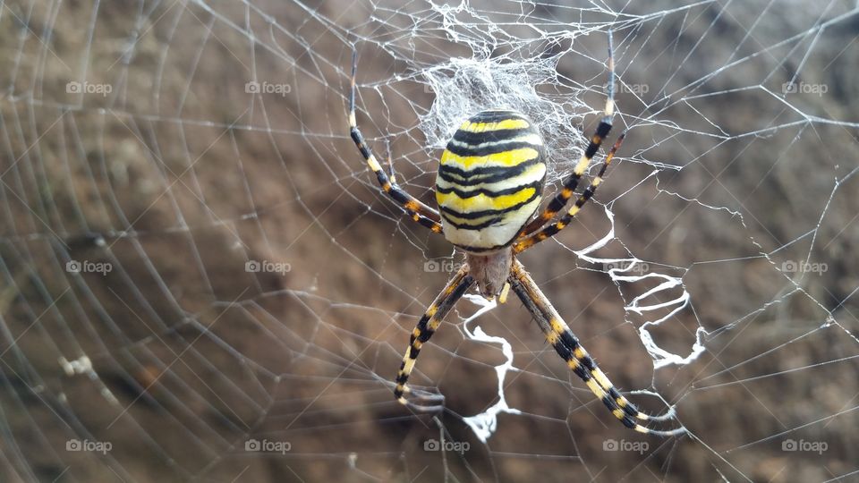 orb-weaving spider