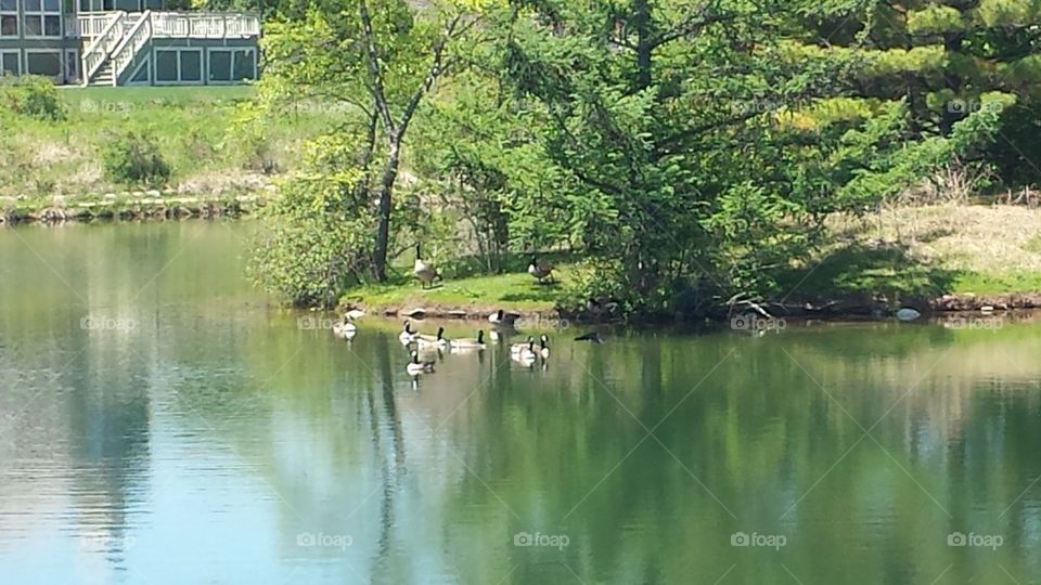 geese on wood lake