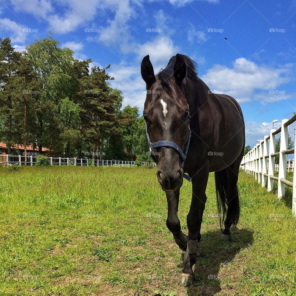 High angle view of horse