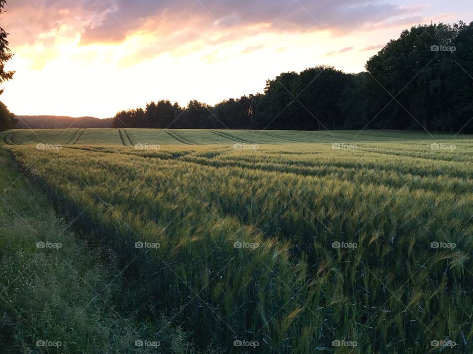 weavy crops at dusk