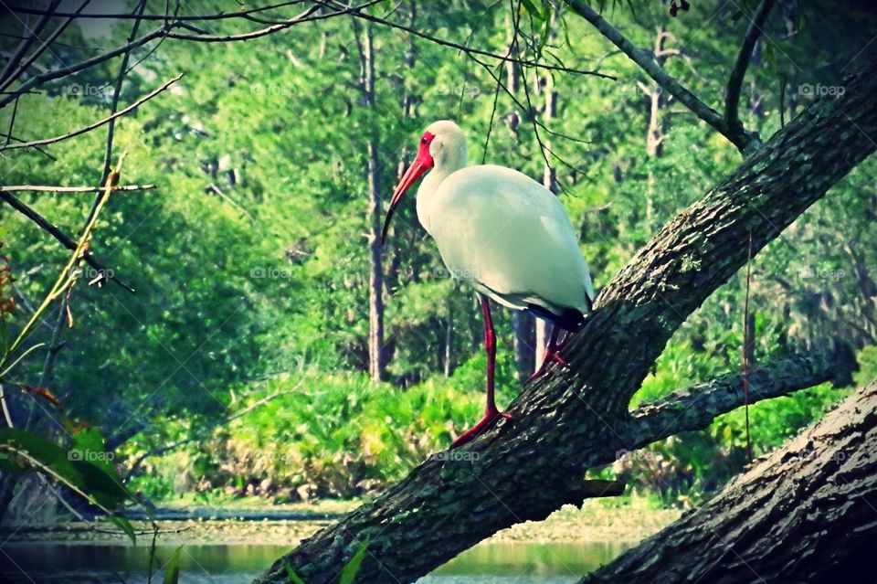 White Ibis 