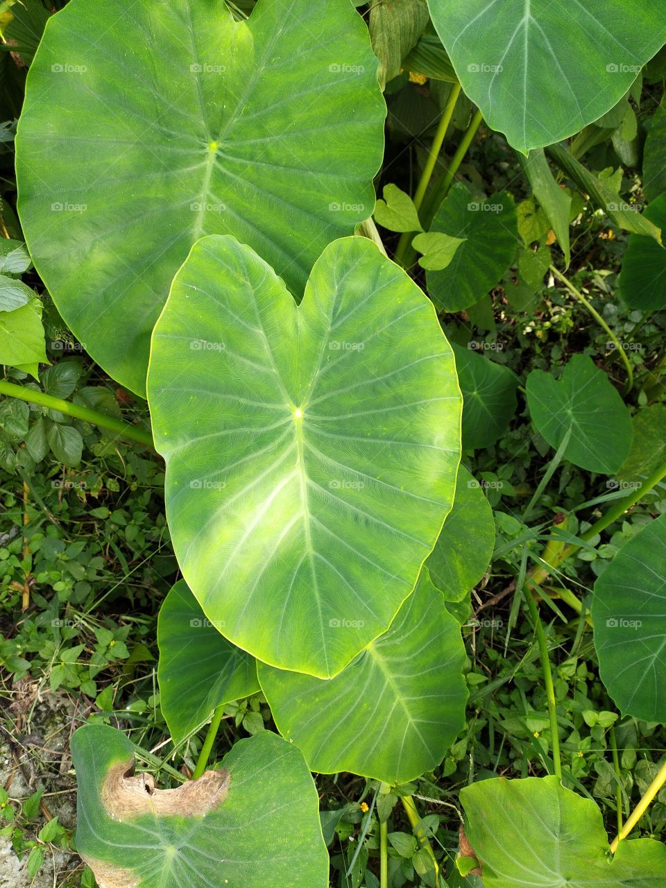 Green green everywhere before autumn shows its real fury. Sunlight is creating wonder on green leaves