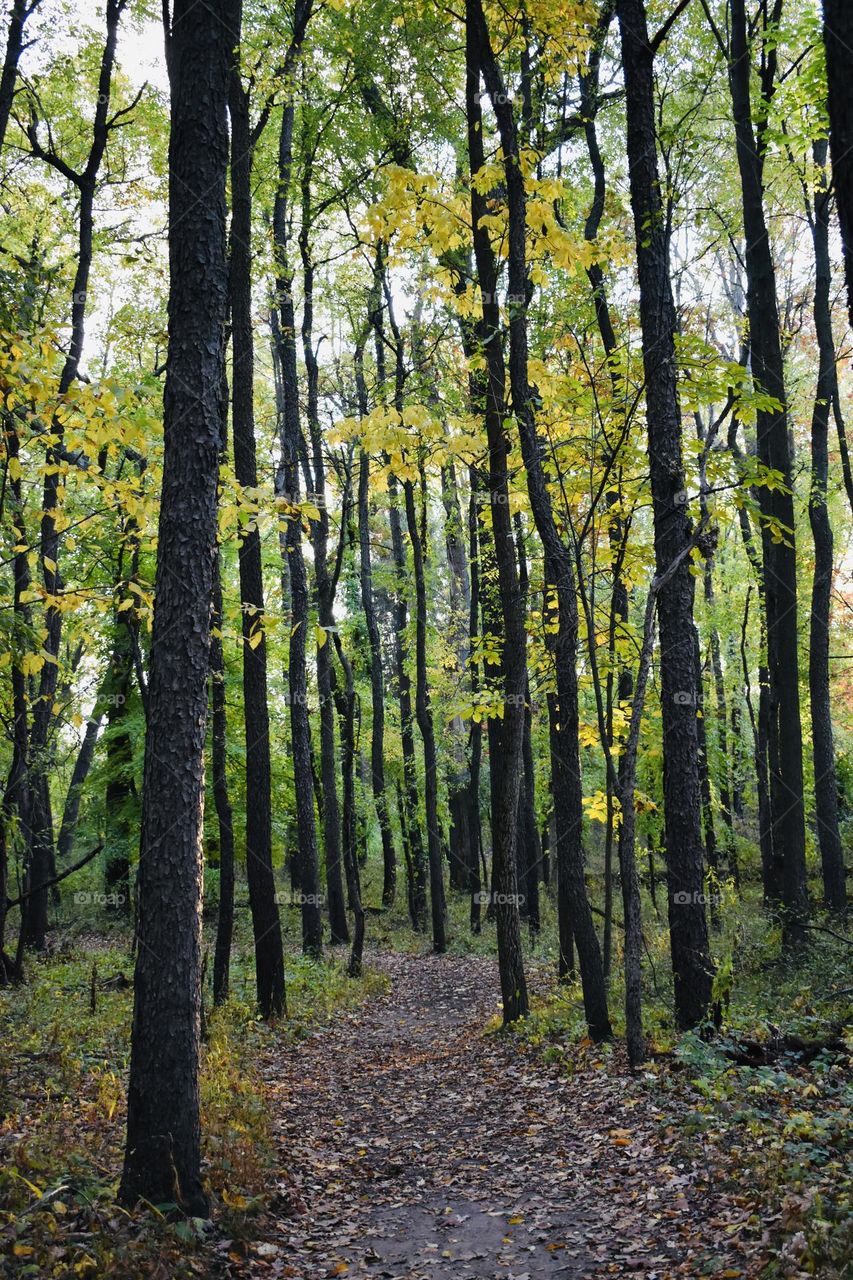 Fall leaves illuminating a dirt path in the forest