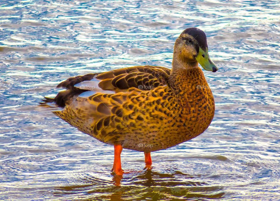 Female duck