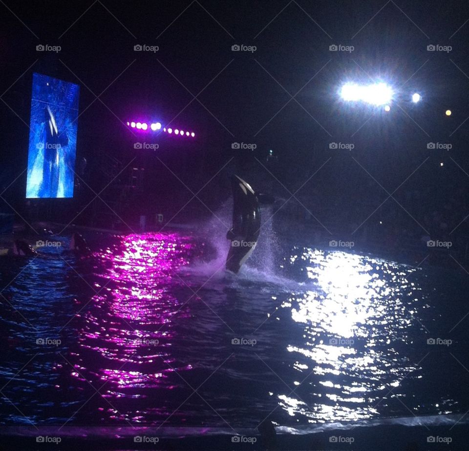 Night time performance of a whale 