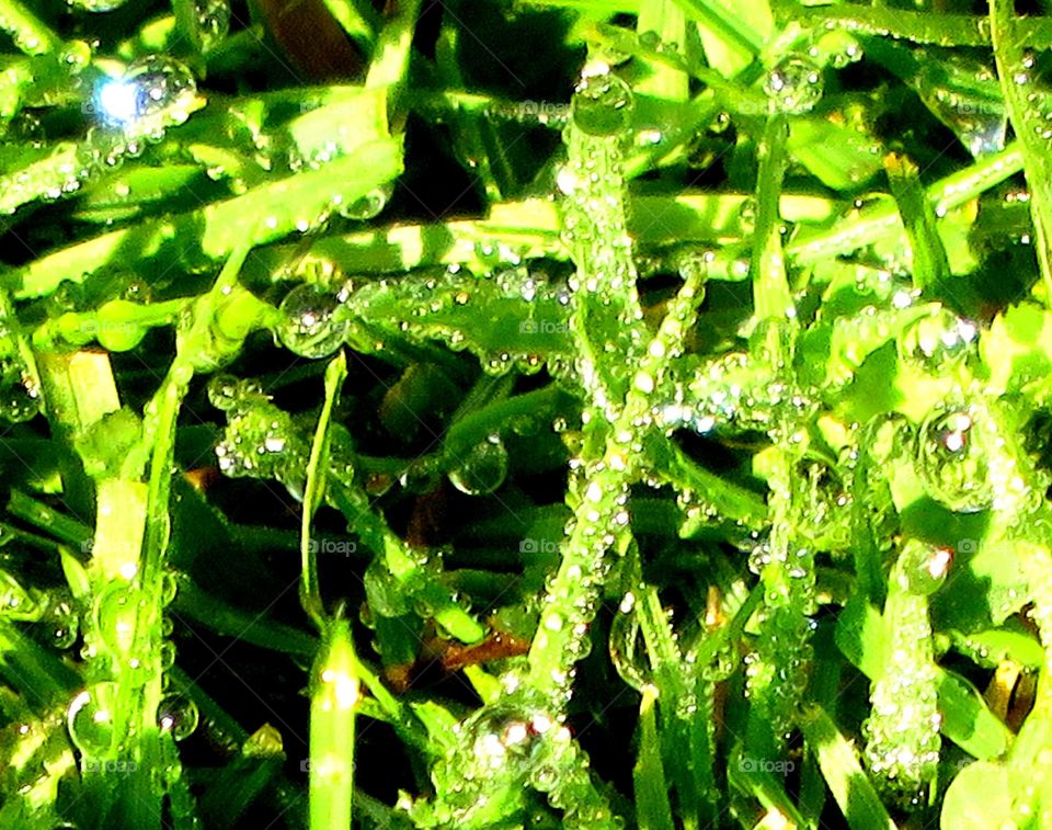 Morning dew on grass