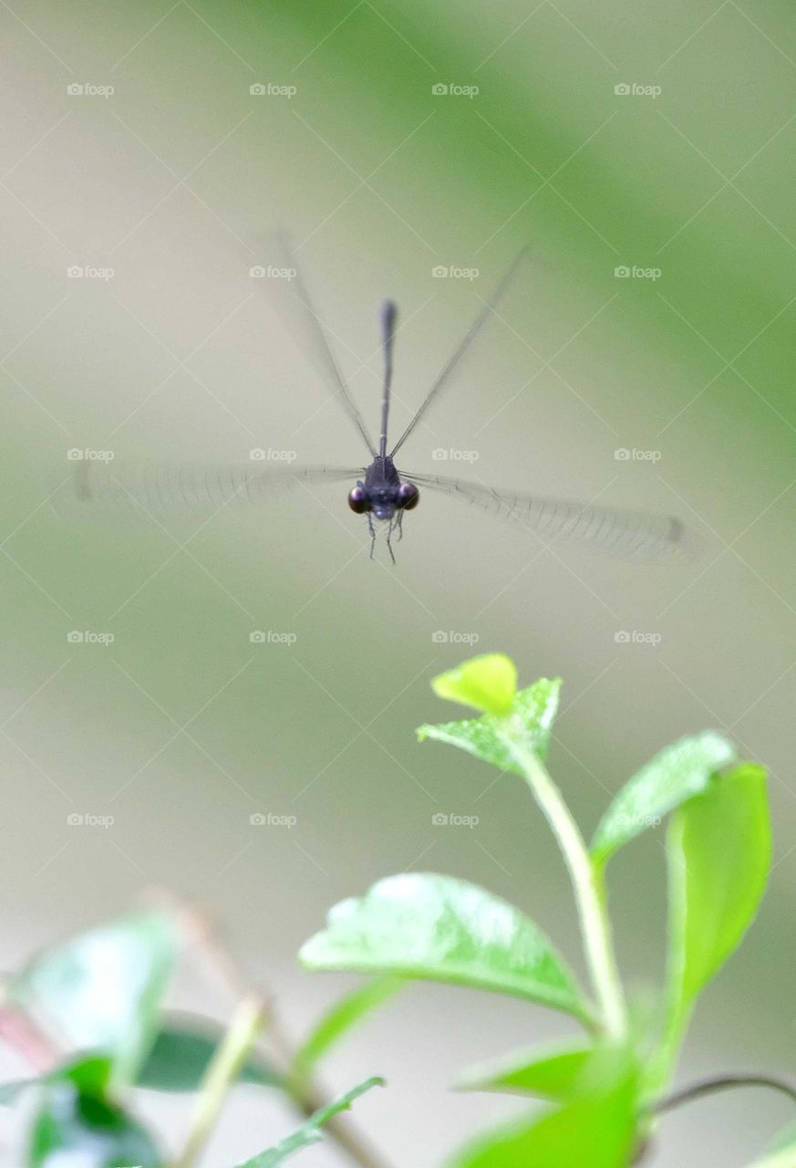 flying damselfly
