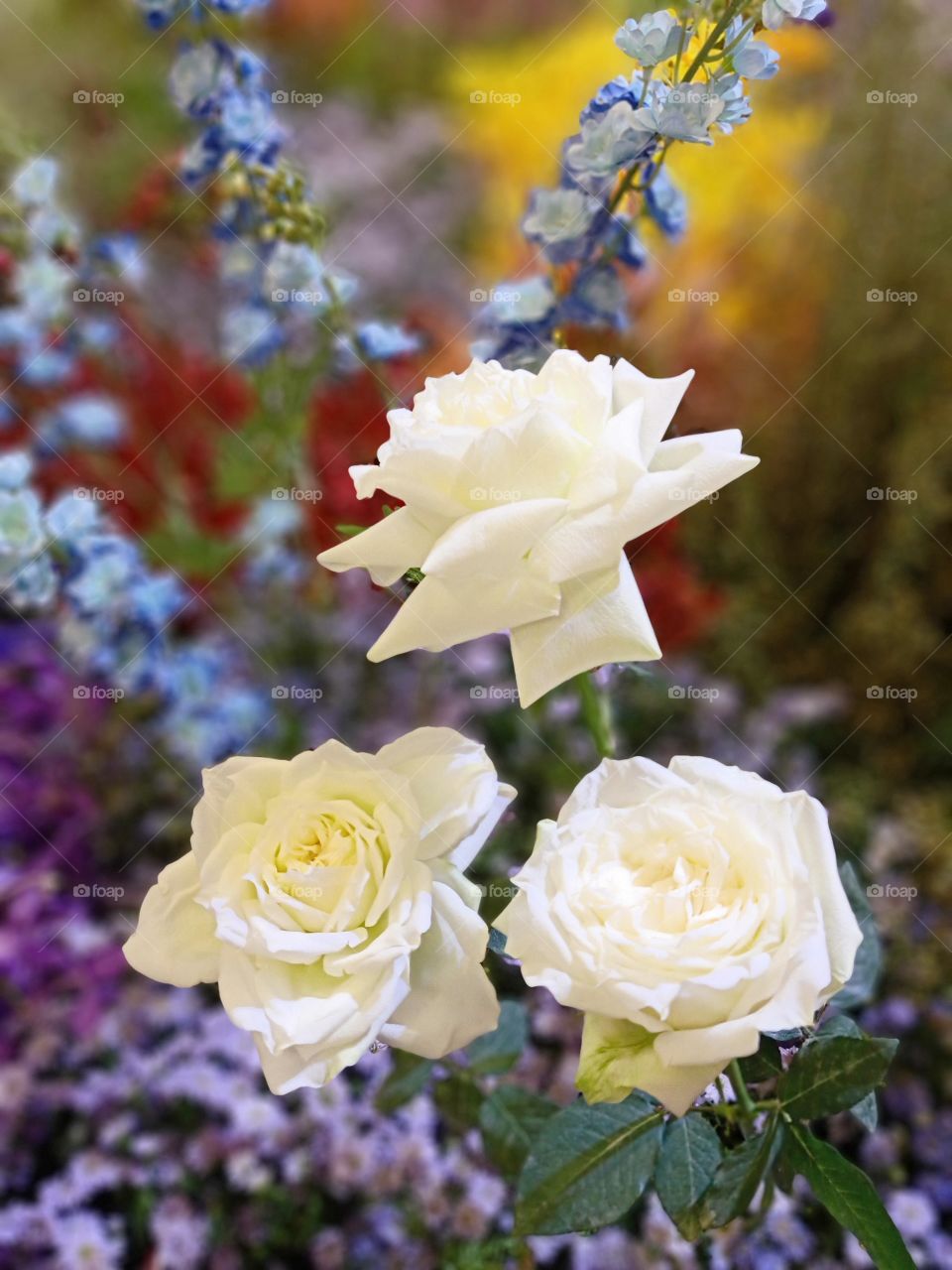 Beautiful white roses