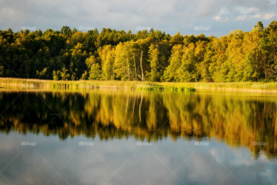 Reflection of trees in lake