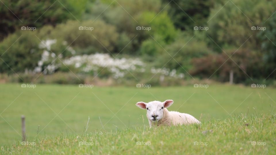 Sheep at Rahinnane Castle - Ireland 2018