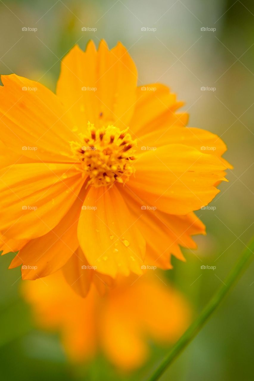 Orange blaze