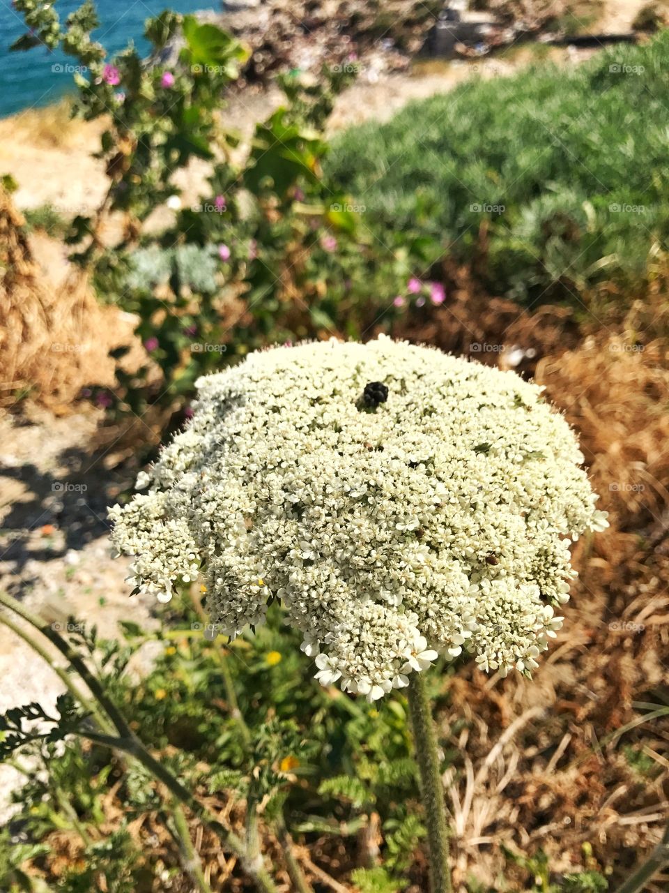 Macro shot, flower, blooming 