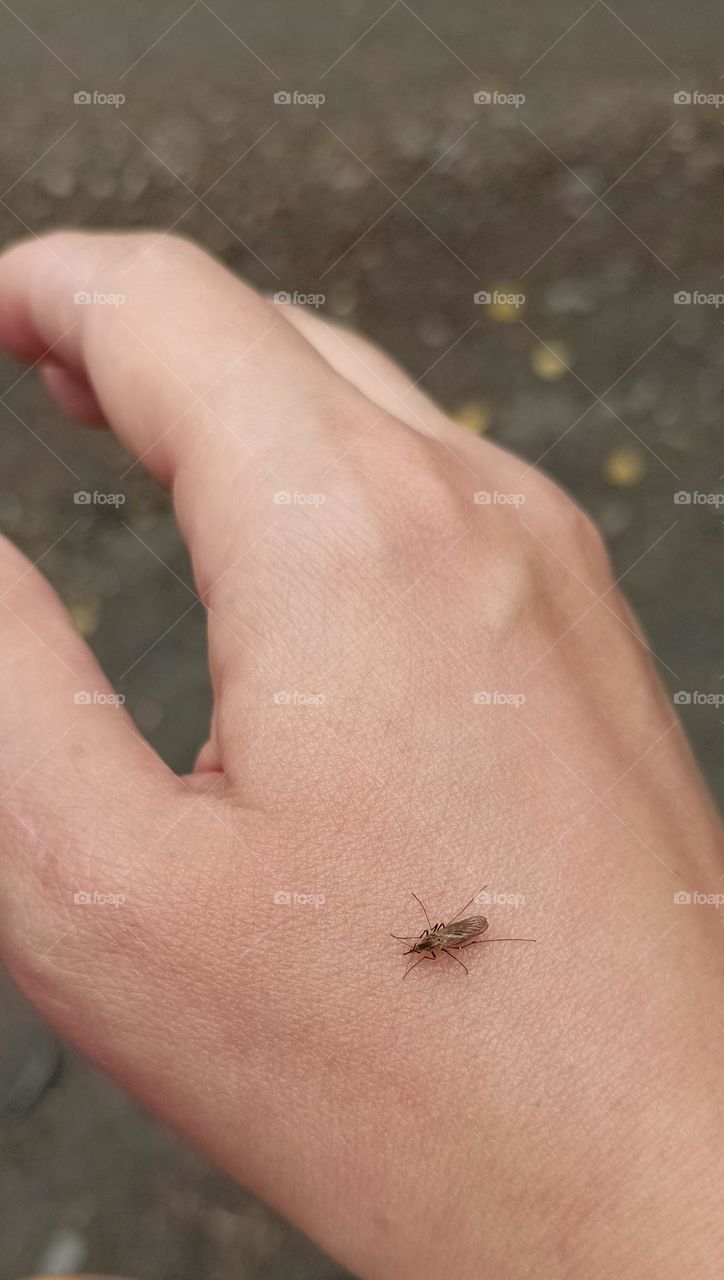 mosquito on hand