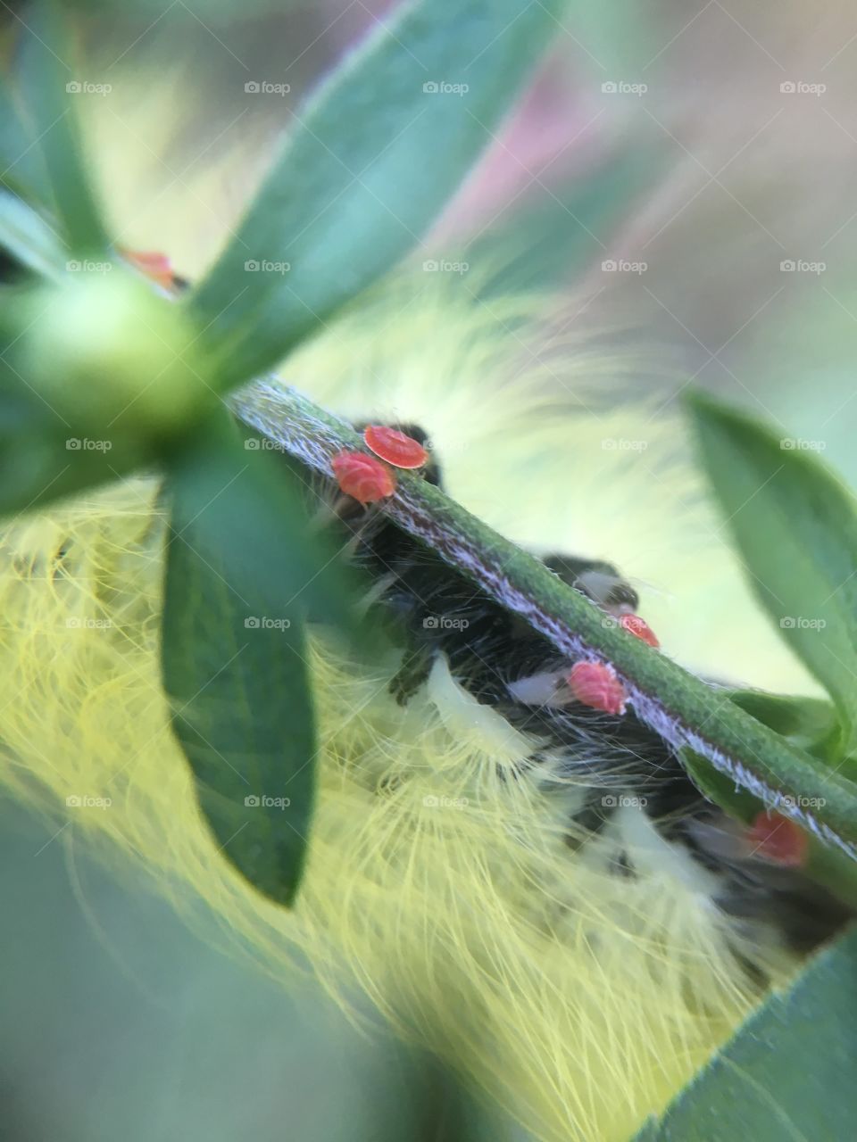 Caterpillar clinging to branch