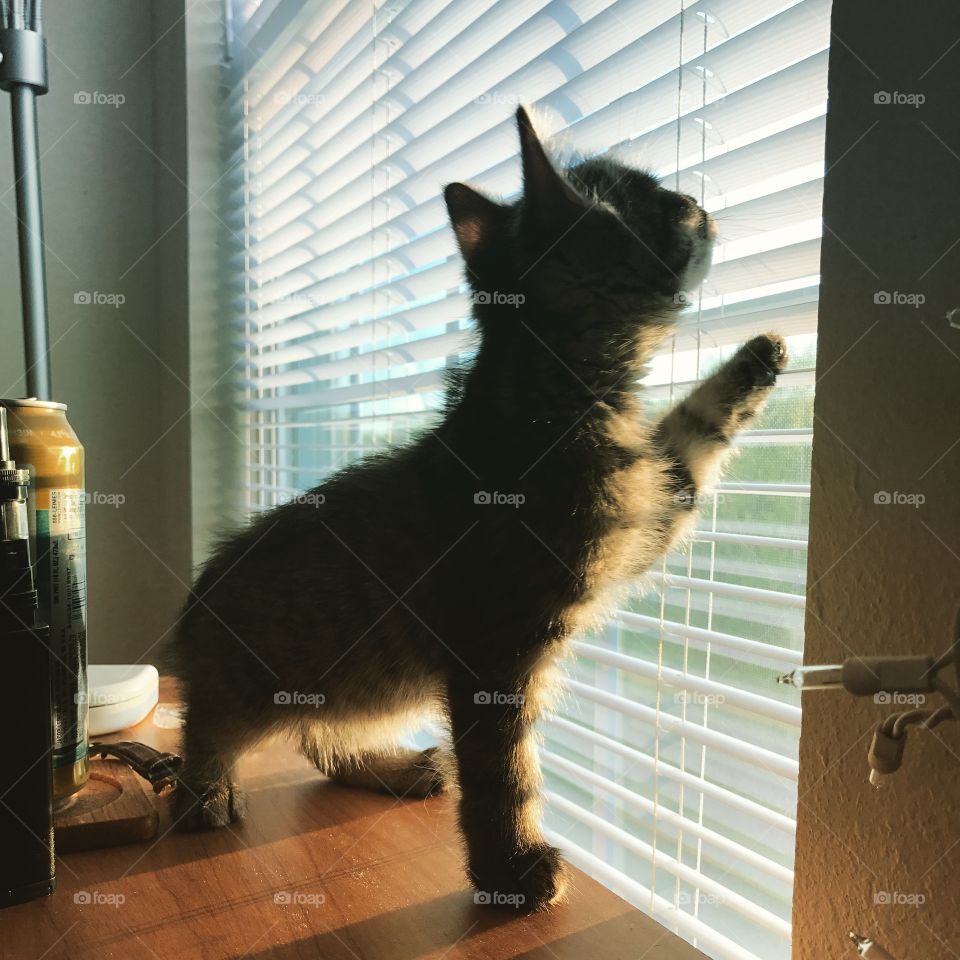 Adorable Kitten Looking Through the Blinds At a Sunrise
