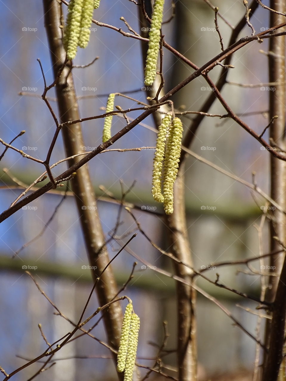 Kurpark in Bad Wildbad