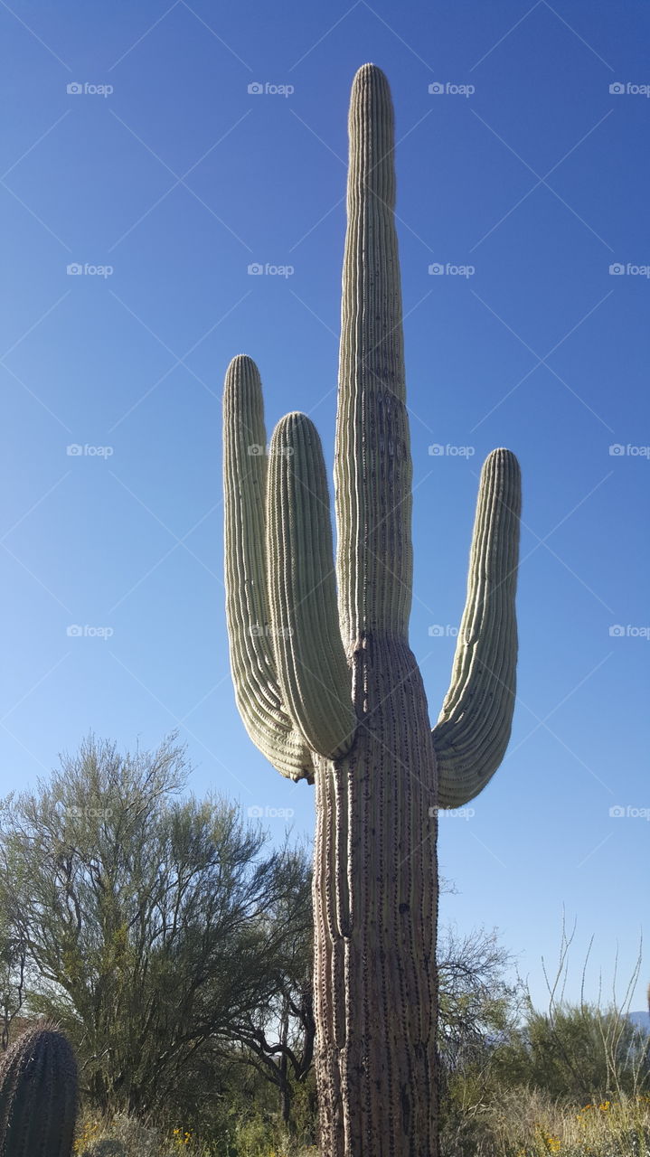 Saguaro