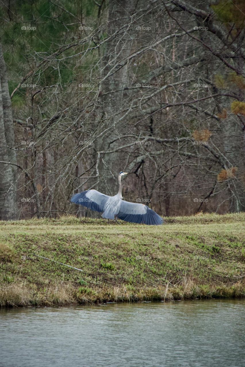 Great Blue Heron with wings outstretched after landing beside a pond 