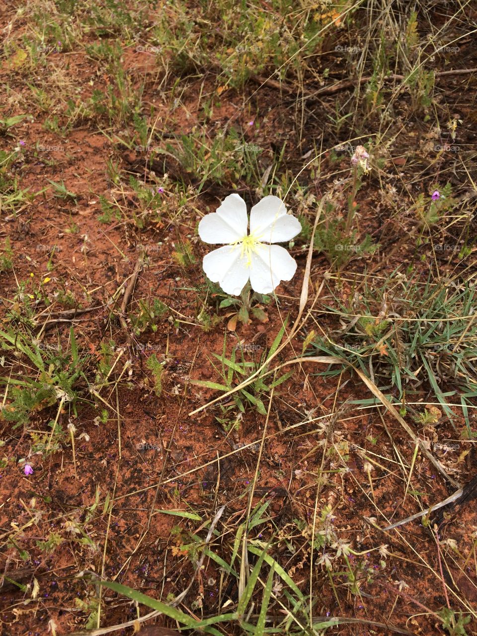 Lone Flower. Survival of the fittest
