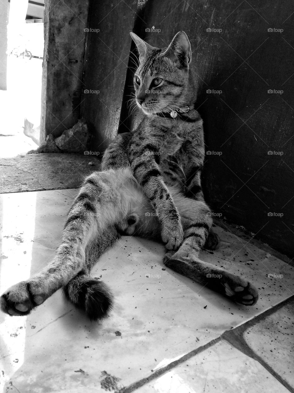 Relaxed cat.. like sit down and waiting for something