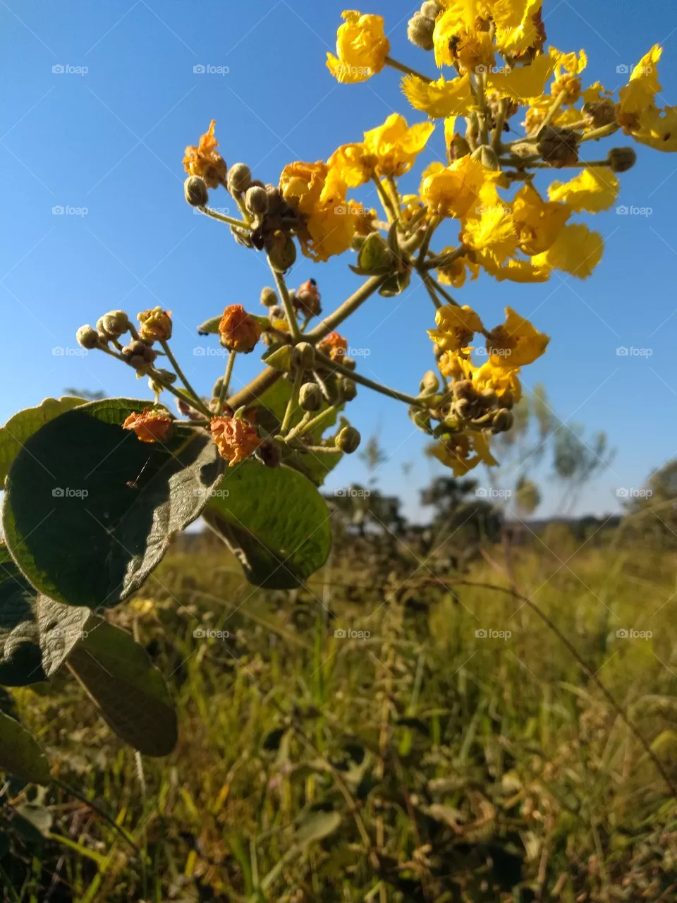 bem vindo foap natureza