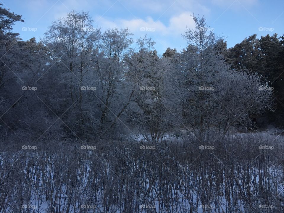 Frozen forest 
