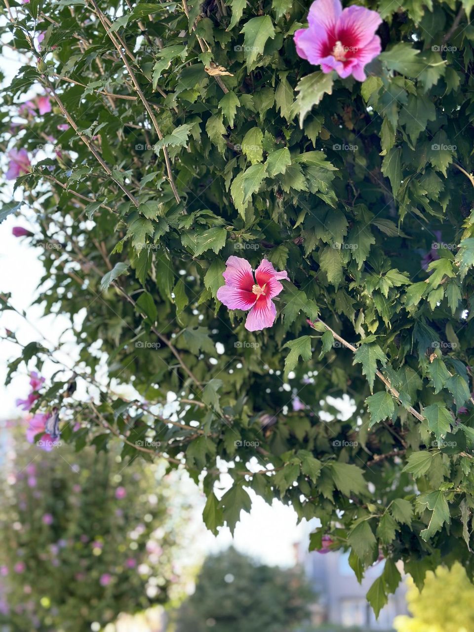 Pink flower