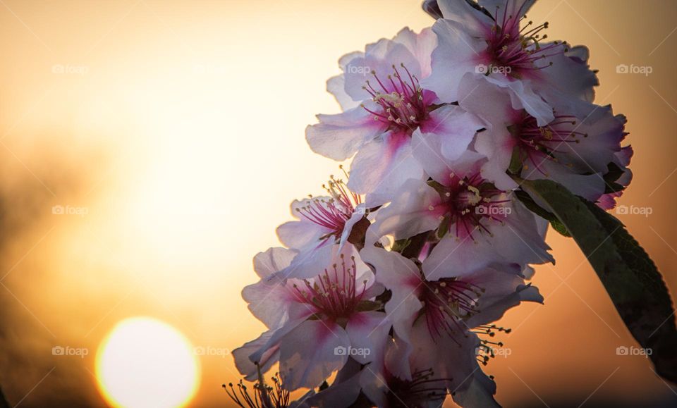 blossom at sunrise