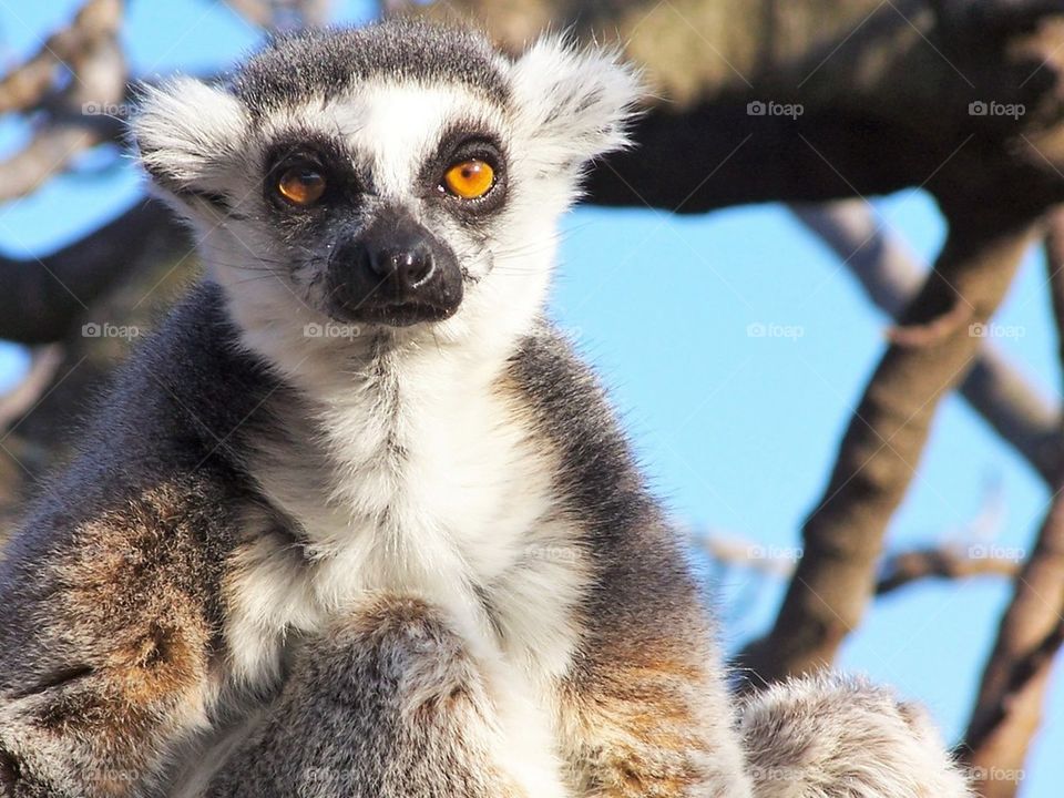 Lemur