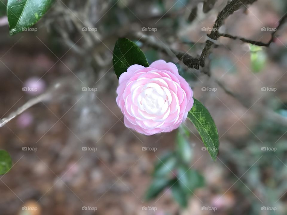 Pretty Pink Blooming Perfection 