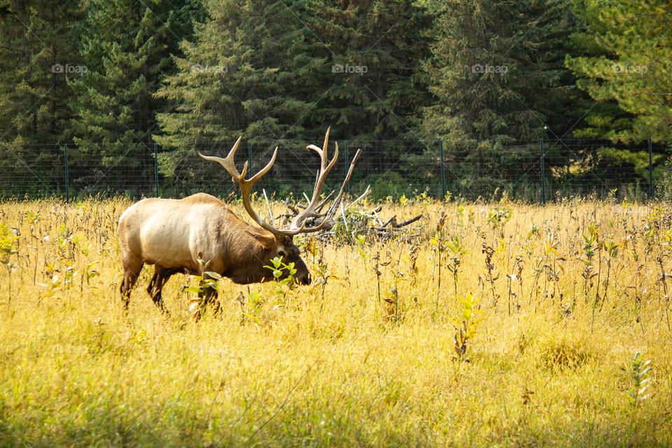 Elk Grazing