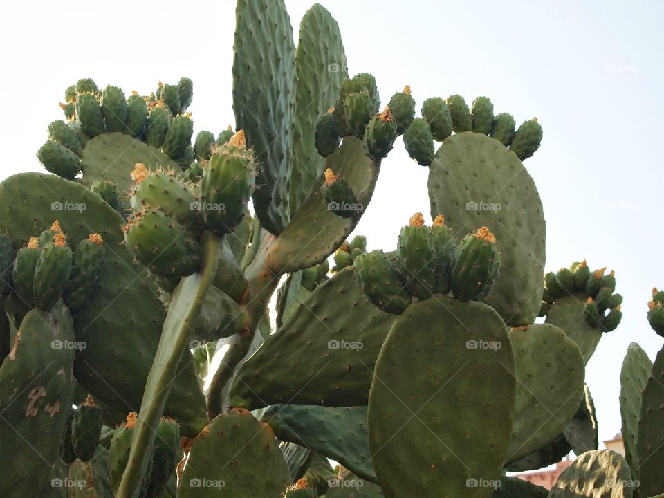 Blooming cacti