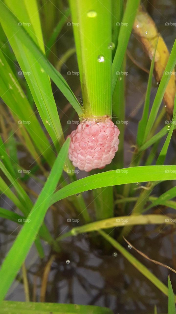 rice field snail eggs