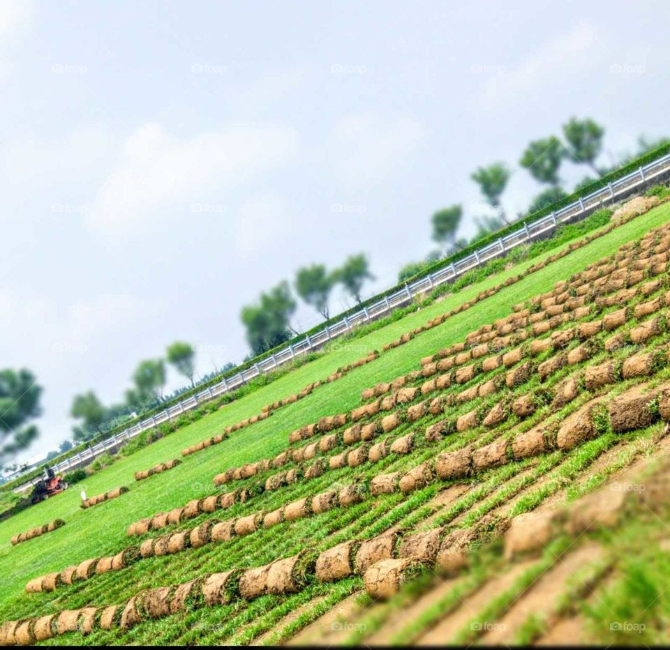 The glorious mother nature: joy for harvest turf. great mother nature.