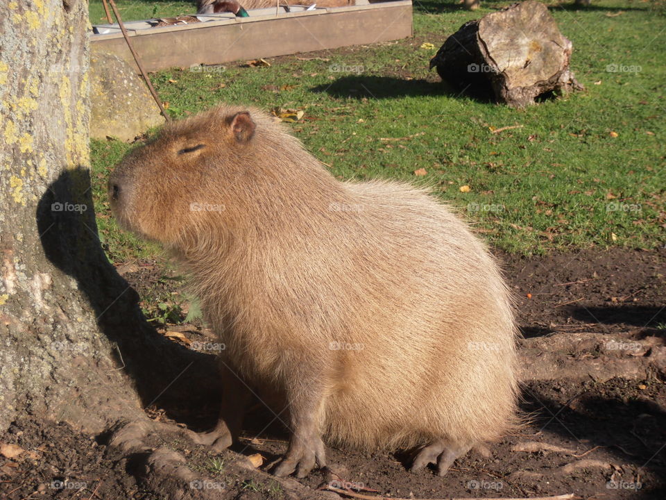 Capybara