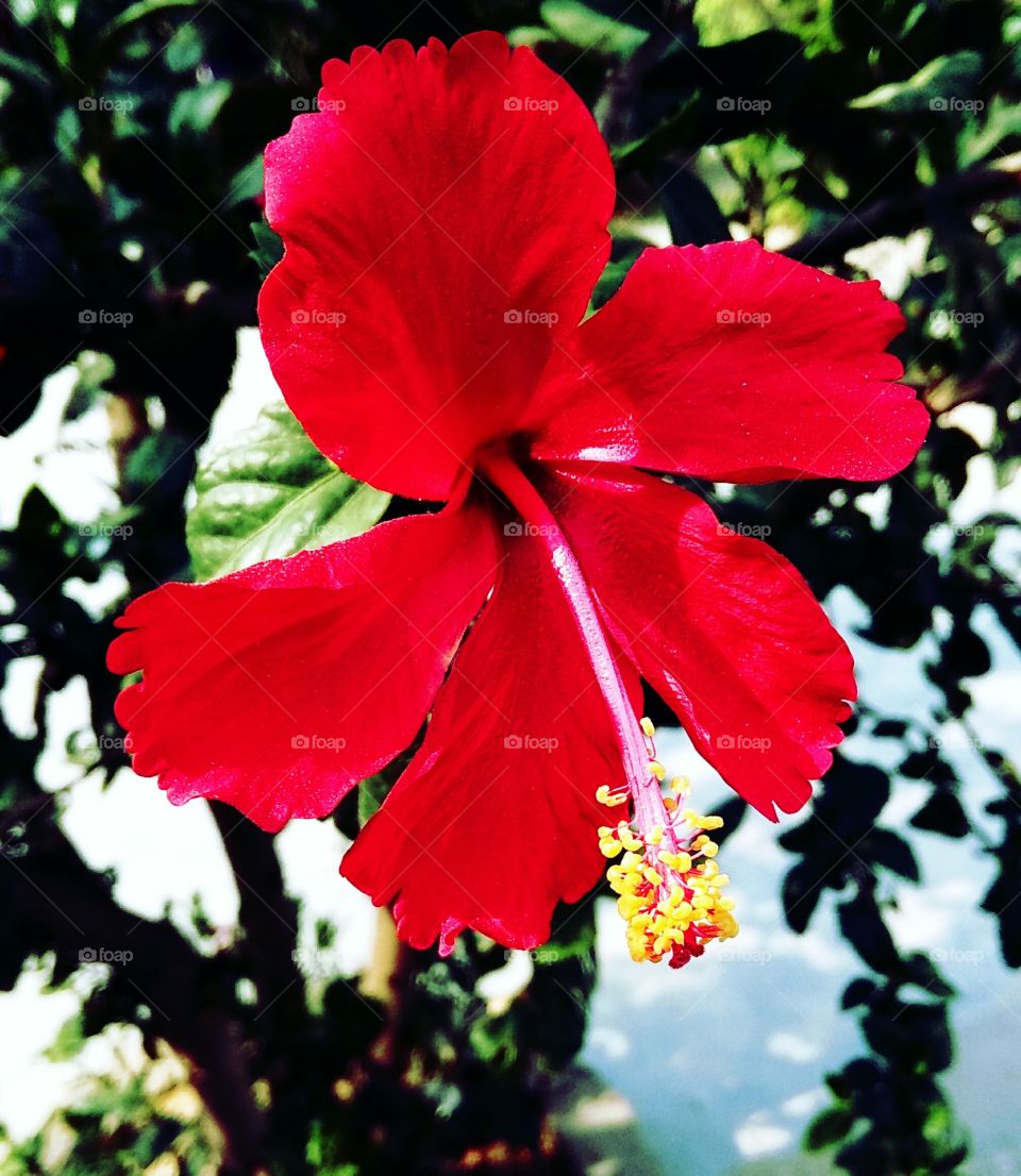 red flower