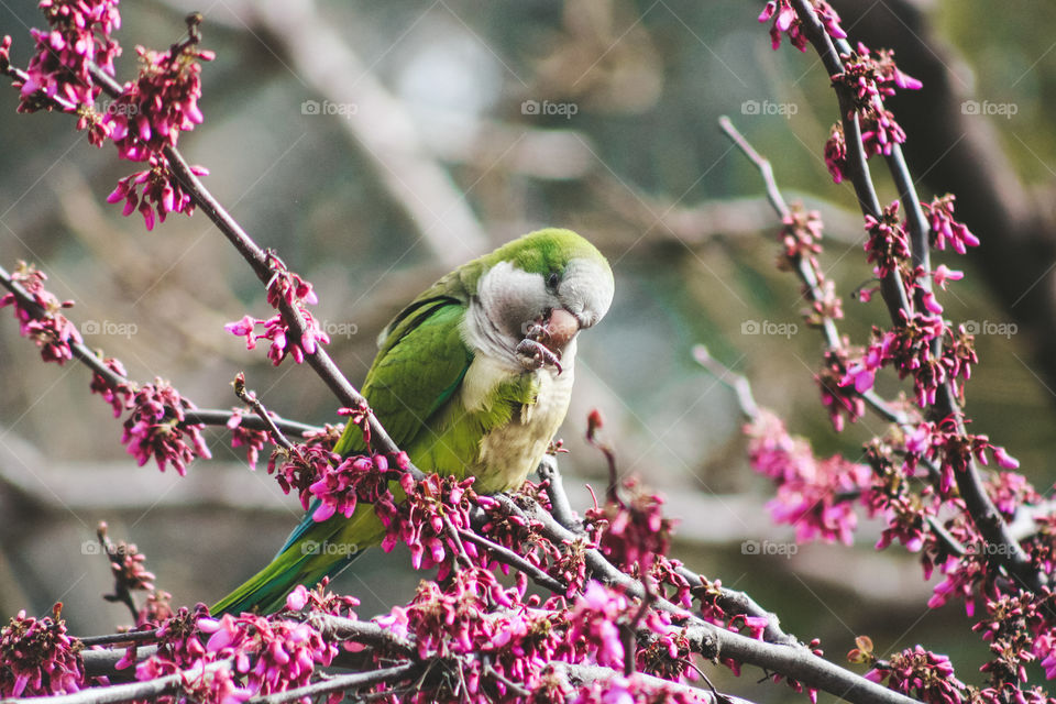 beautiful parrots