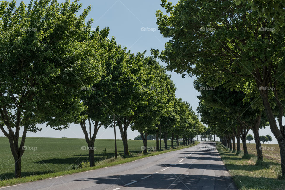 Green trees next to the road