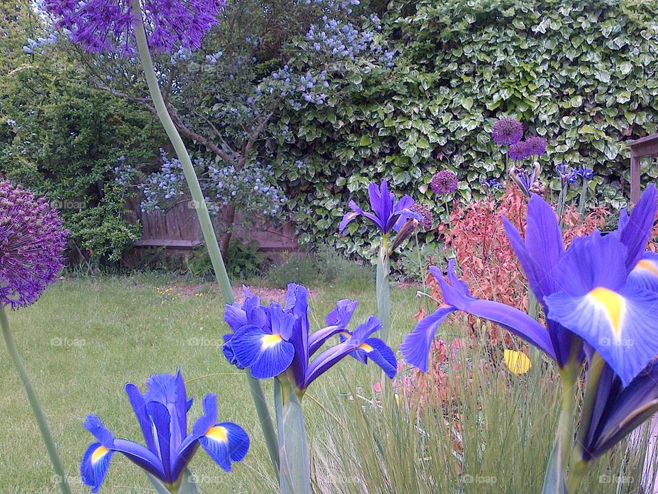 Irises and alliums