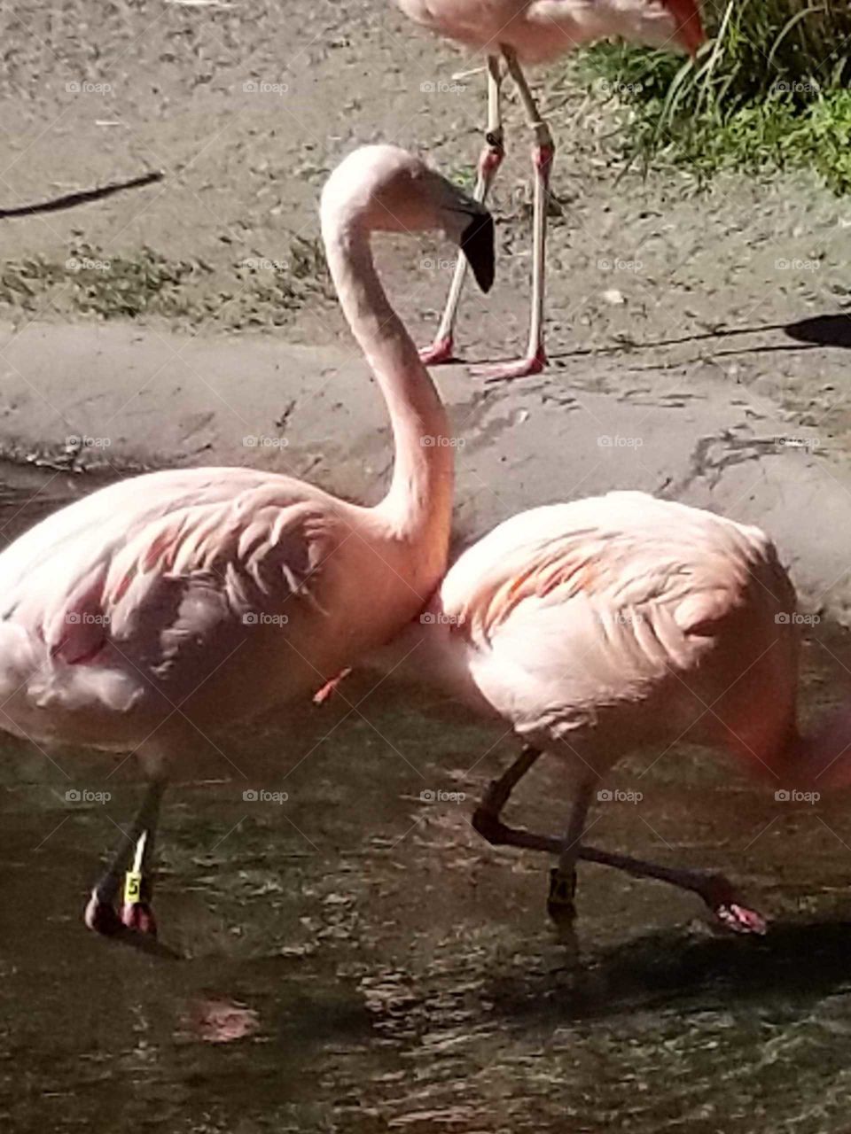 flamingo flamenco