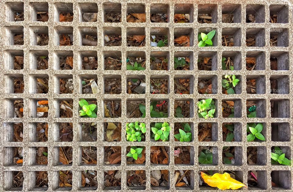 Plants surviving in sidewalk grate