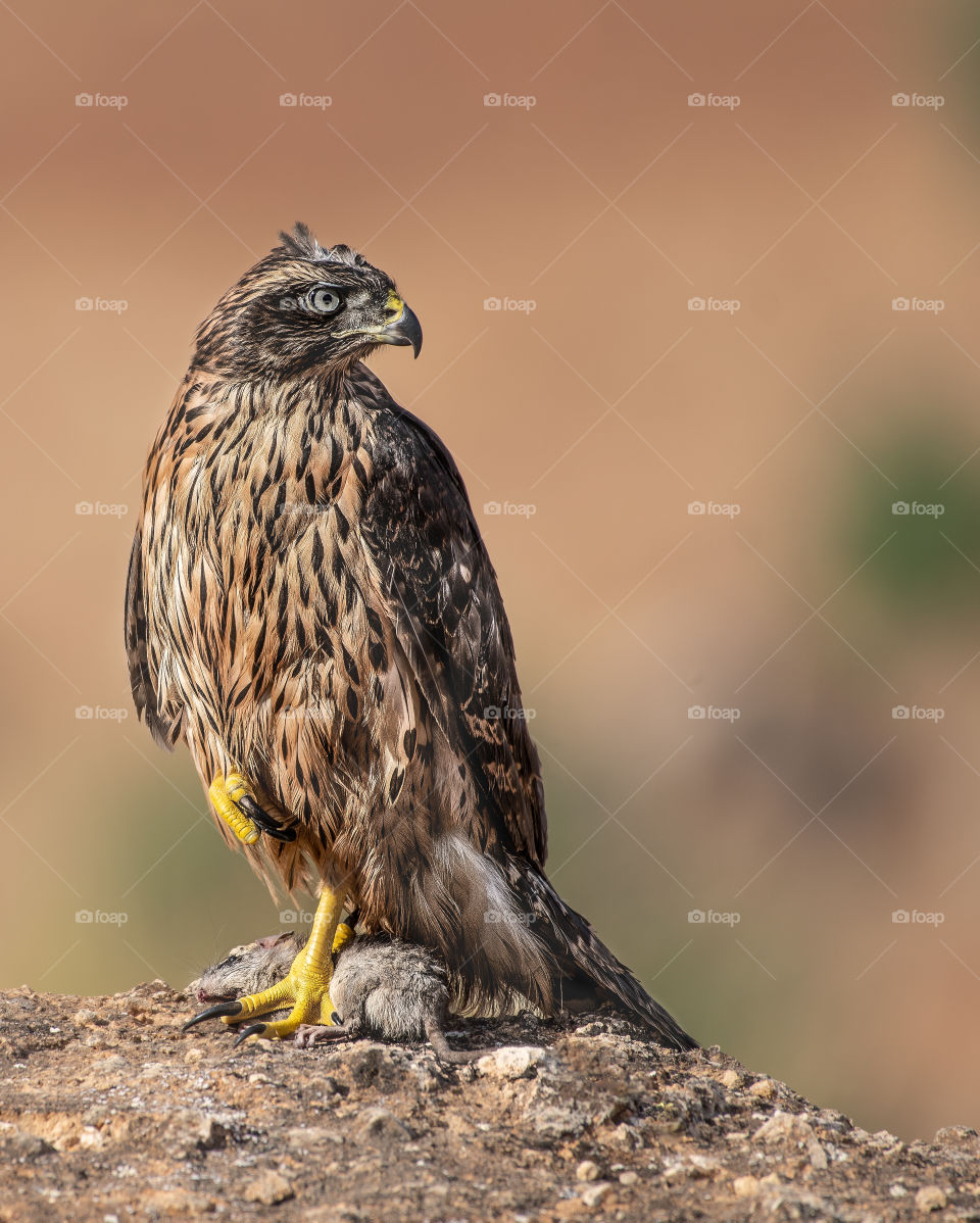 Goshawk catches its prey