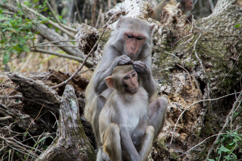 Rhesus Monkeys