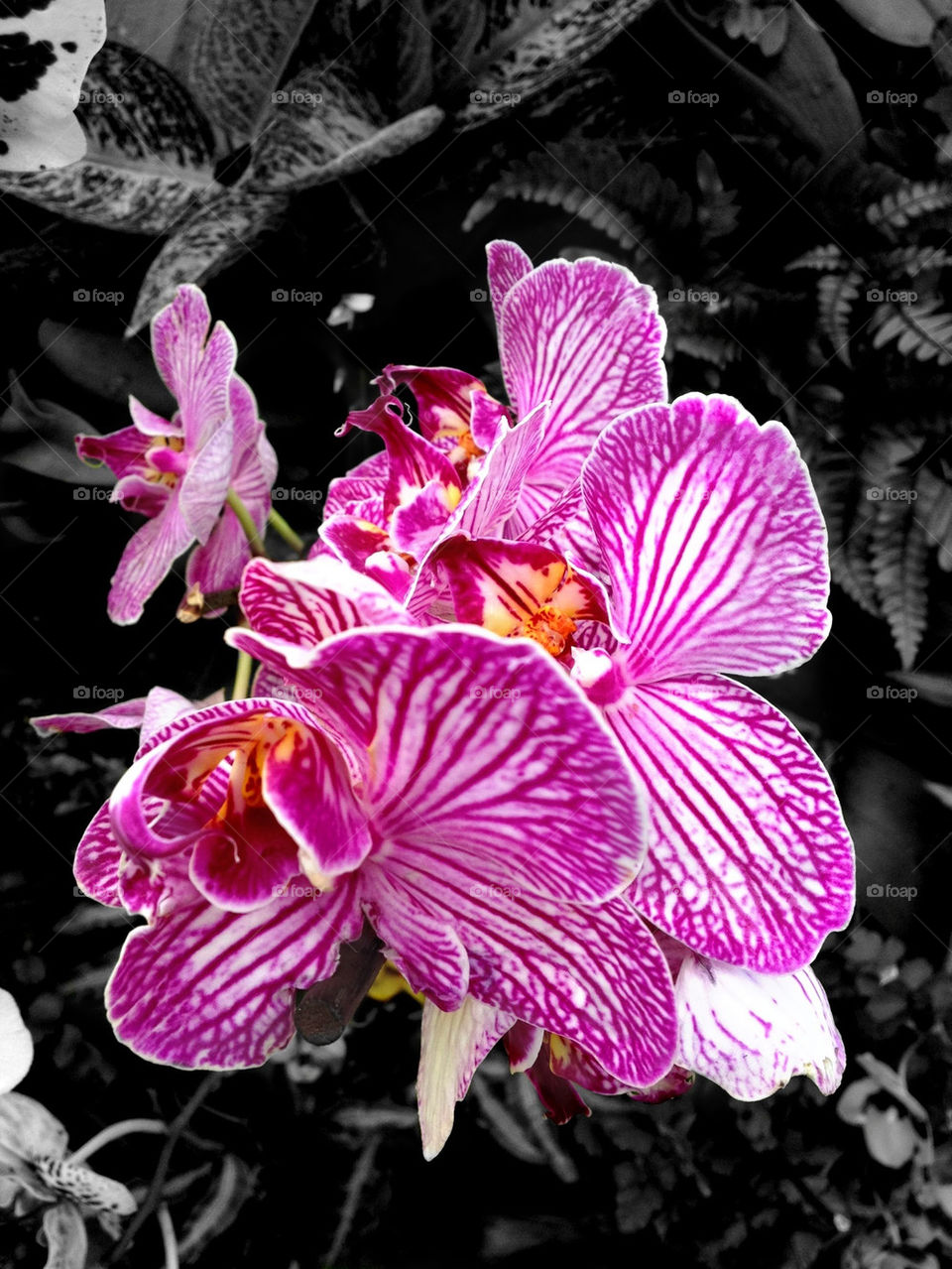 pink flower red orchid by kobire