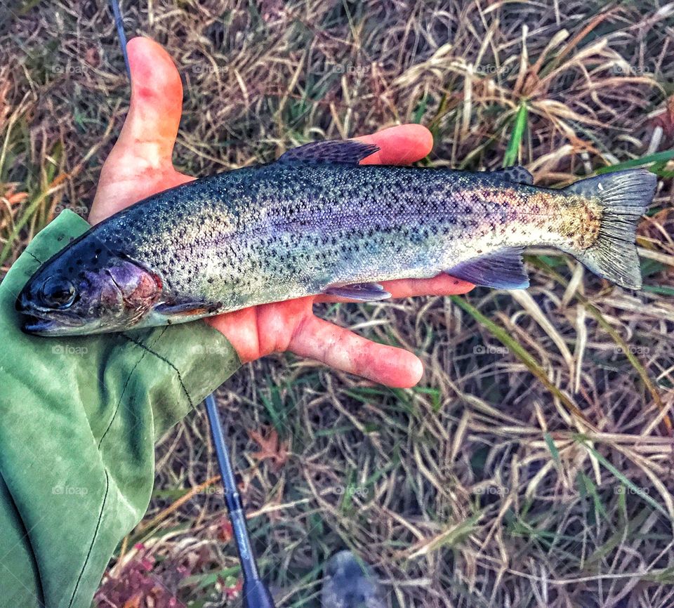 Fresh water trout 