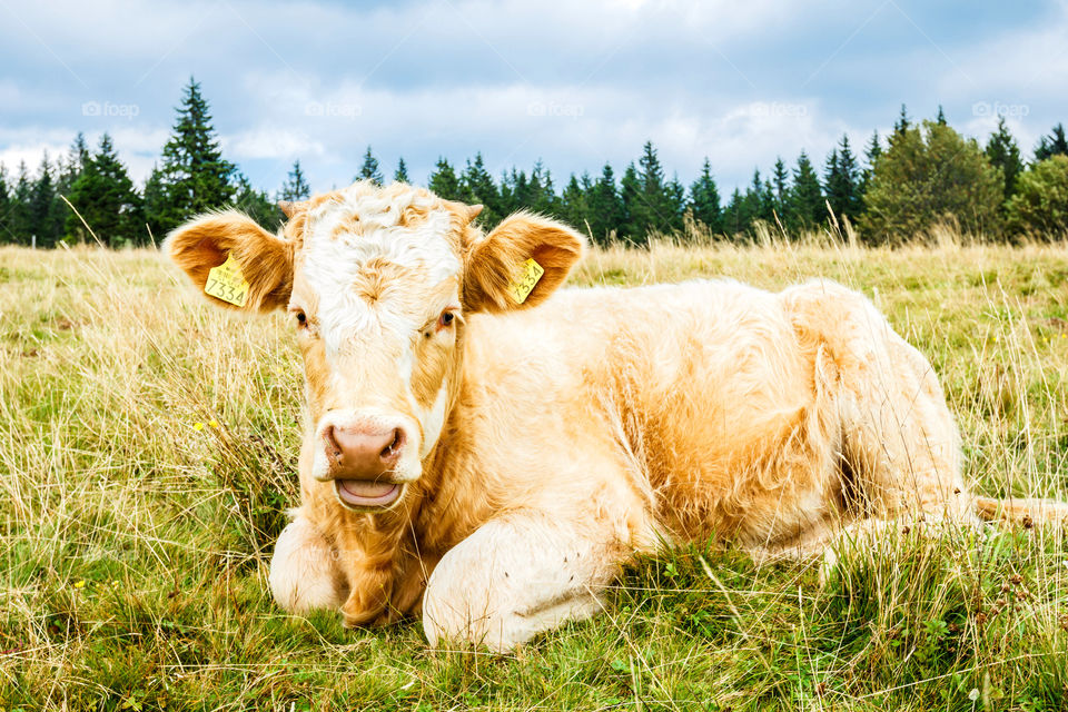 Young cow at farmland. Young cow laying on grass in farmland on mountain