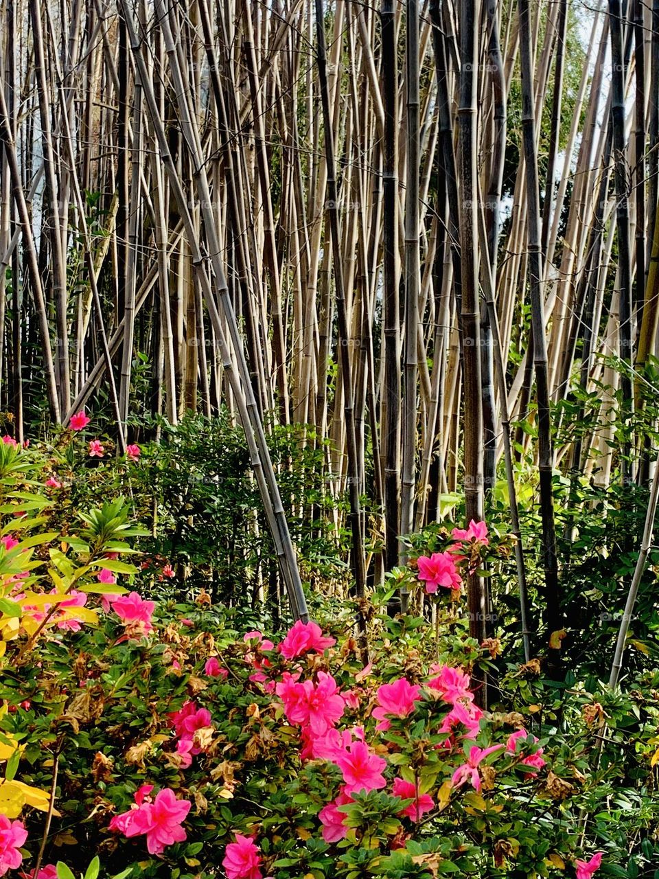 Roses and bamboo